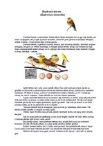 Konspekts 'Dzeltenā stērste', 1.