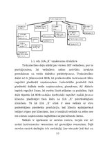Prakses atskaite 'Vairumtirdzniecības uzņēmuma darbības pilnveidošana', 10.