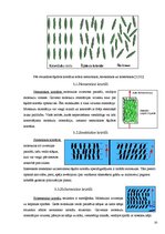 Referāts 'Materiālzinības', 10.