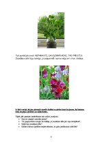 Referāts 'Izglītojoša programma ģimenei viena mācību gada laikā sākumskolas klasei', 6.