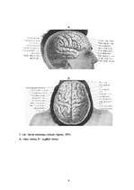 Referāts 'Galvas smadzeņu pusložu funkcionālā asimetrija', 6.