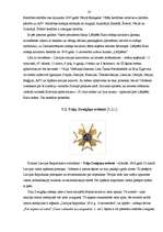 Konspekts 'Latvijas valsts simboli un apbalvojumi', 22.