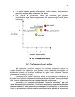 Referāts 'Uzņēmuma SIA "Somu Māja Inženieru Birojs" mārketinga vides un stratēģijas analīz', 33.