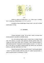 Referāts 'Zelta griezums', 20.