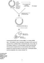 Referāts 'Klonēšanas tiesiskais regulējums', 9.