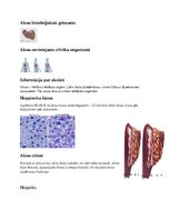 Konspekts 'Visas vajadzīgās zināšanas par aknām', 1.