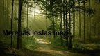 Prezentācija 'Mērenās joslas meži', 1.
