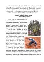 Referāts 'Pasaules interesantākie koki', 4.