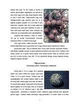 Referāts 'Pasaules interesantākie koki', 7.