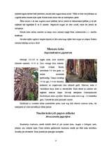 Referāts 'Pasaules interesantākie koki', 9.