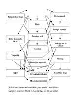 Referāts 'Ekosistēmas izpēte', 7.