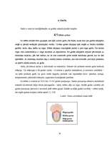 Referāts 'Cilvēka maņas', 16.