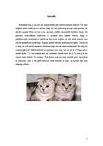 Referāts 'Kaķi', 3.