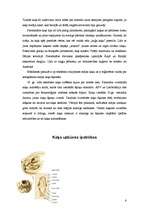 Referāts 'Kaķi', 6.