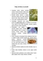 Referāts 'Kaķi', 15.