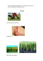 Konspekts 'Darba vides riska faktori futbolā', 2.