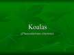 Prezentācija 'Koalas', 1.