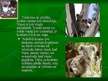 Prezentācija 'Koalas', 9.