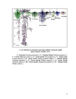 Referāts 'Stiebrzāļu sugu sakņu sistēmas veidošanās un nozīme produktīvu zelmeņu veidošanā', 9.
