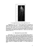 Referāts 'Stiebrzāļu sugu sakņu sistēmas veidošanās un nozīme produktīvu zelmeņu veidošanā', 13.