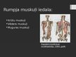 Prezentācija 'Rumpja muskuļi', 2.