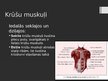 Prezentācija 'Rumpja muskuļi', 3.