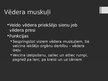 Prezentācija 'Rumpja muskuļi', 4.