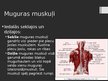 Prezentācija 'Rumpja muskuļi', 5.