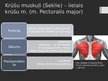 Prezentācija 'Rumpja muskuļi', 6.