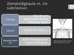Prezentācija 'Rumpja muskuļi', 8.
