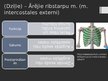 Prezentācija 'Rumpja muskuļi', 10.