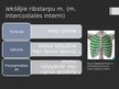 Prezentācija 'Rumpja muskuļi', 11.