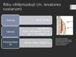Prezentācija 'Rumpja muskuļi', 14.
