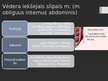 Prezentācija 'Rumpja muskuļi', 16.