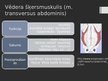 Prezentācija 'Rumpja muskuļi', 17.