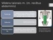 Prezentācija 'Rumpja muskuļi', 18.
