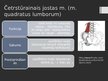 Prezentācija 'Rumpja muskuļi', 20.