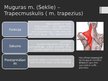 Prezentācija 'Rumpja muskuļi', 21.