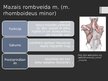 Prezentācija 'Rumpja muskuļi', 24.