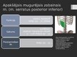 Prezentācija 'Rumpja muskuļi', 27.