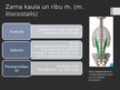 Prezentācija 'Rumpja muskuļi', 31.