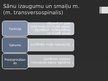 Prezentācija 'Rumpja muskuļi', 34.