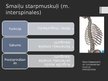 Prezentācija 'Rumpja muskuļi', 37.
