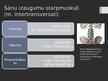 Prezentācija 'Rumpja muskuļi', 38.