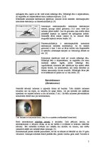 Referāts 'Monokulārā dubultošanās', 7.