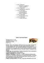 Referāts 'Latvijas sikspārņi', 6.