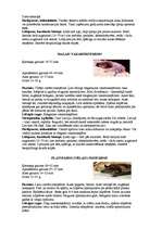 Referāts 'Latvijas sikspārņi', 10.