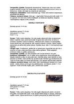 Referāts 'Latvijas sikspārņi', 11.