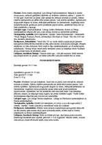 Referāts 'Latvijas sikspārņi', 13.