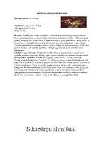 Referāts 'Latvijas sikspārņi', 14.